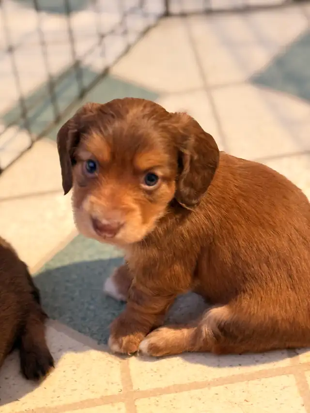 miniature dachshund puppies - Photo 4