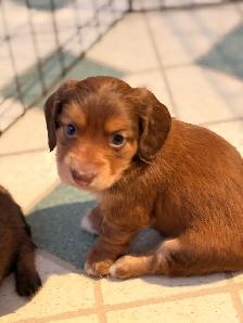 miniature dachshund puppies - Photo 4