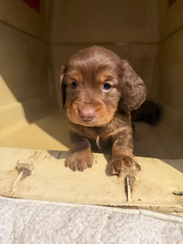 miniature dachshund puppies - Photo 5