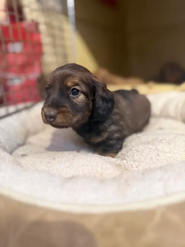 miniature dachshund puppies - Photo 6