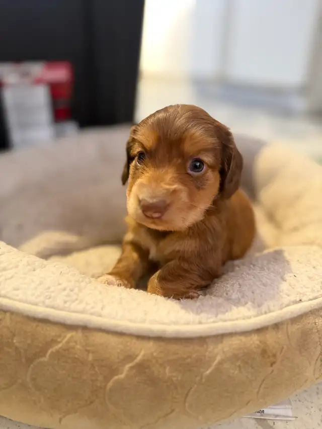 miniature dachshund puppies - Photo 7