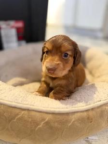 miniature dachshund puppies - Photo 7