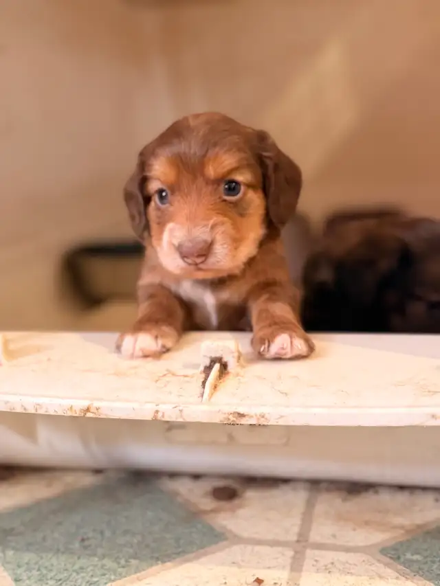 miniature dachshund puppies - Photo 8