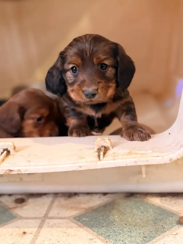 miniature dachshund puppies - Photo 9