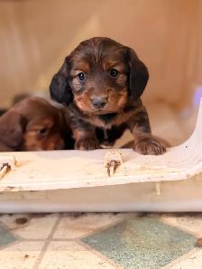 miniature dachshund puppies - Photo 9