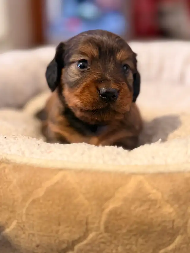 miniature dachshund puppies - Photo 10