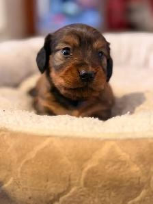 miniature dachshund puppies - Photo 10
