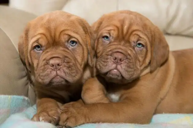 Chiots mâles Dogue de Bordeaux – lignée européenne – enregistrés