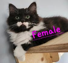 2 Beautiful Ragdoll kittens, Looking for their FUREVER Home - Photo 3