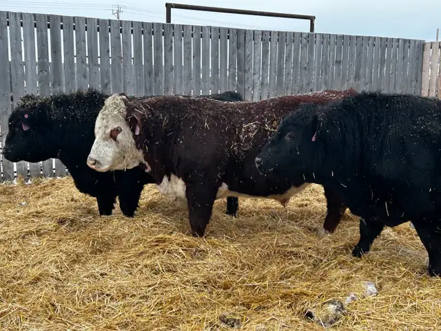 2 year old Black Angus & Hereford Bulls