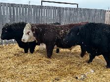 2 year old Black Angus & Hereford Bulls