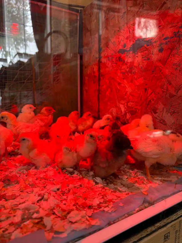 Poussins - Photo 2