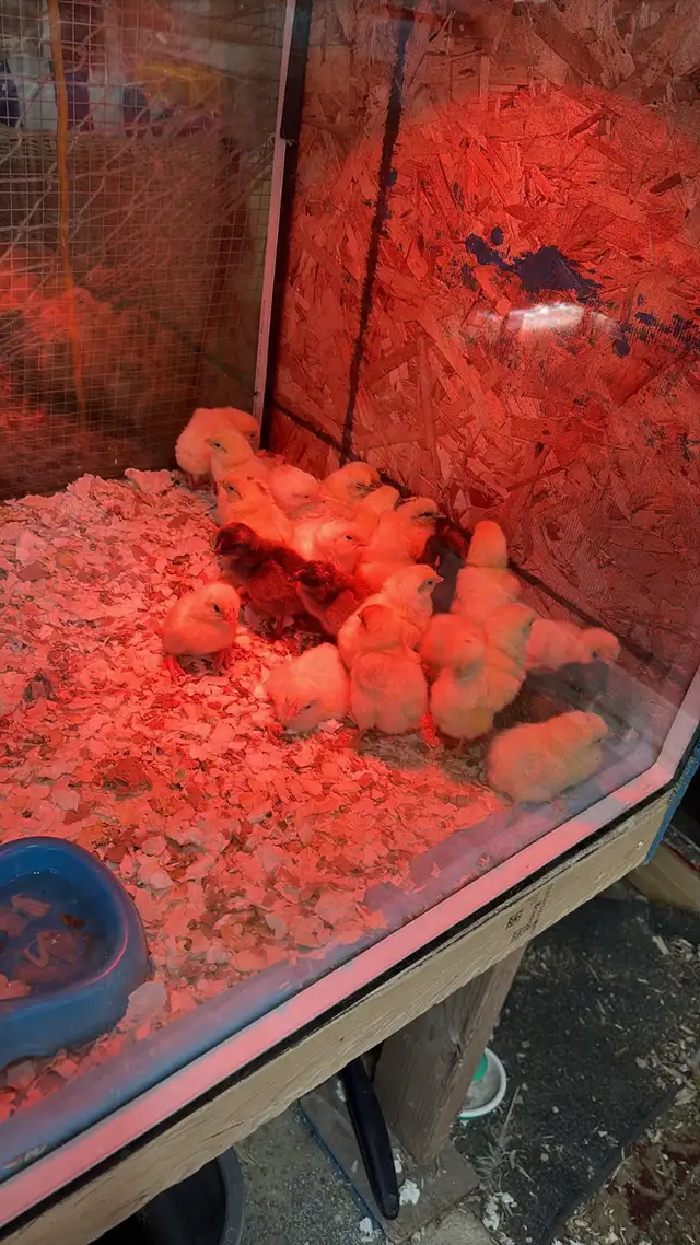 Poussins - Photo 3