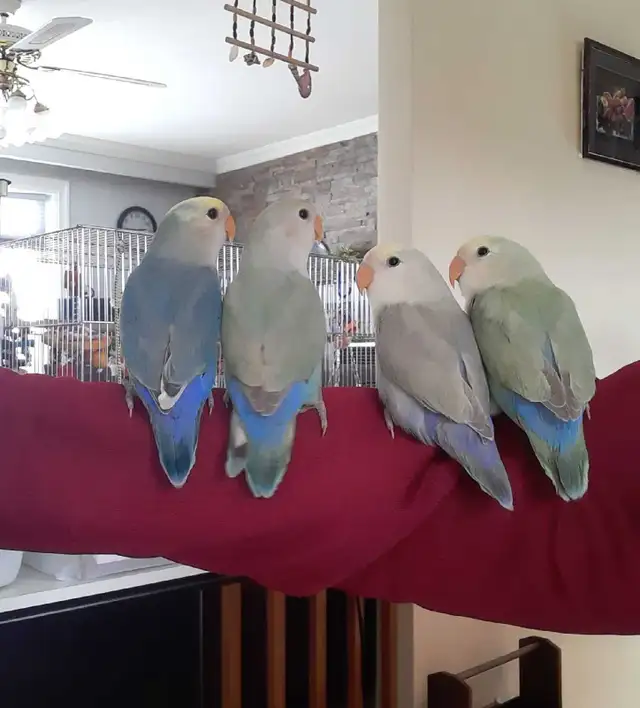 beaux bébés inséparables roseicollis nourrient à la main