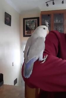 beaux bébés inséparables roseicollis nourrient à la main - Photo 3