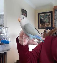 beaux bébés inséparables roseicollis nourrient à la main - Photo 4