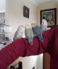 beaux bébés inséparables roseicollis nourrient à la main - Photo 6