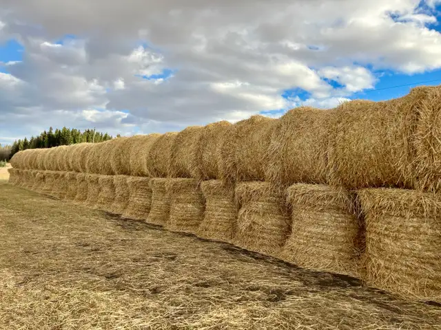 Hay for Sale