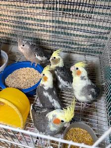 ❤️ Baby cockatiels for Sale fully weaned ❤️