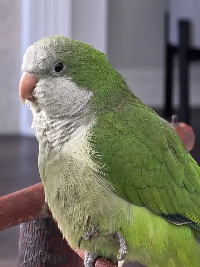 Rehoming of Quaker - Photo 2