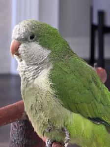 Rehoming of Quaker - Photo 2