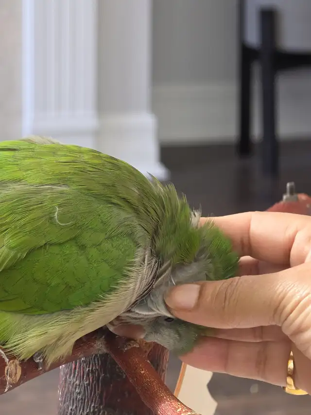 Rehoming of Quaker - Photo 3