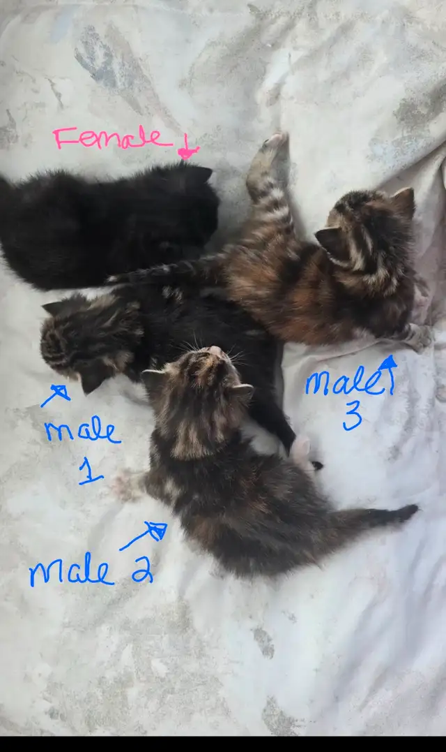 Kittens- available April 30th