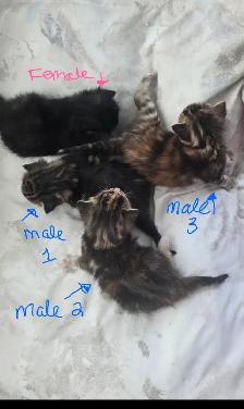 Kittens- available April 30th