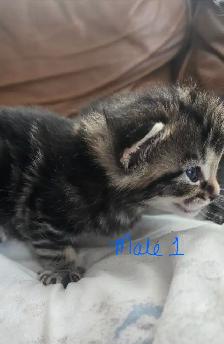 Kittens- available April 30th - Photo 2