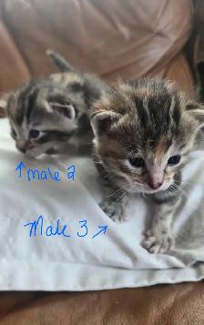 Kittens- available April 30th - Photo 3