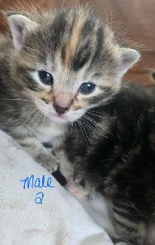 Kittens- available April 30th - Photo 4