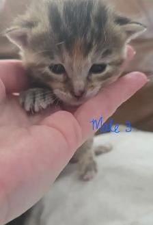 Kittens- available April 30th - Photo 5