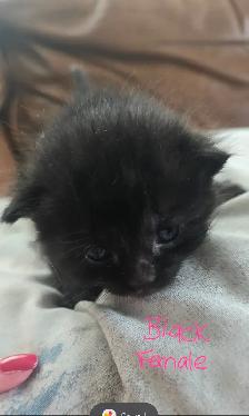 Kittens- available April 30th - Photo 6