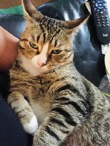 7yr old Male indoor cat