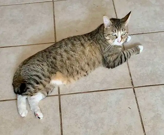 7yr old Male indoor cat - Photo 2