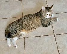 7yr old Male indoor cat - Photo 2