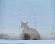 7yr old Male indoor cat - Photo 3