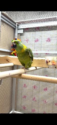 Female YN Amazon - Photo 2