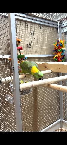 Female YN Amazon - Photo 3