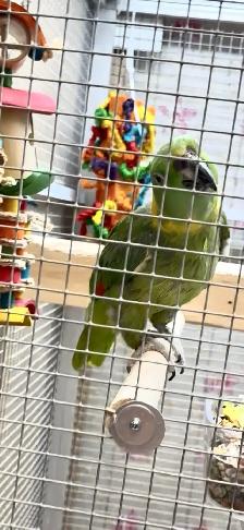 Female YN Amazon - Photo 4