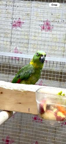 Female YN Amazon - Photo 5