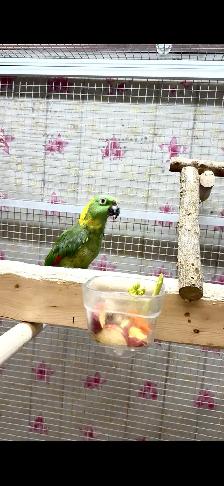 Female YN Amazon - Photo 6