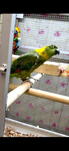 Female YN Amazon - Photo 7