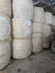 Dry wheat straw bales