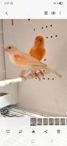 Canaries Breeding Pair