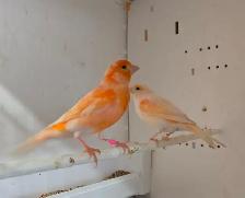 Canaries Breeding Pair - Photo 2