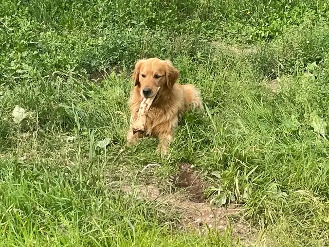 Adult Golden retriever looking for new home