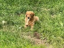Adult Golden retriever looking for new home