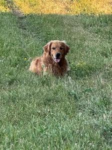 Adult Golden retriever looking for new home - Photo 2
