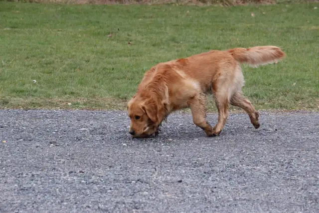Adult Golden retriever looking for new home - Photo 3